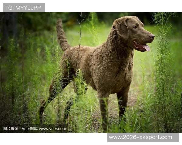 美国队新吉祥物班纳灵感源自切萨皮克湾寻猎犬的故事